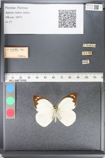Media type: image;   Entomology 129196